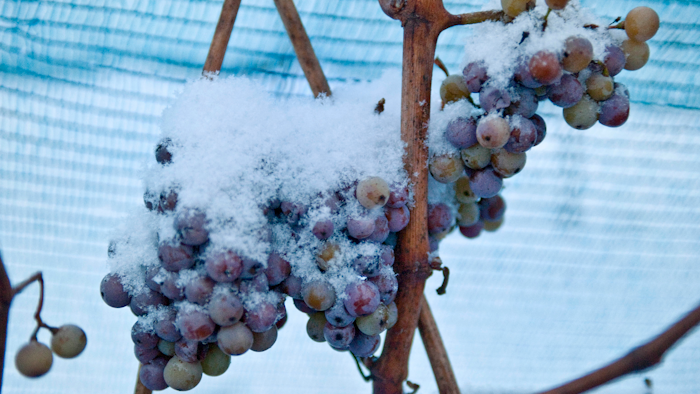 In this December 2009 file photo, snow-covered grapes hang in a vineyard near Freyburg, Germany. A warm winter means that for the first time Germany's vineyards will produce no ice wine _ a prized vintage made from grapes that have been left to freeze on the vine. The German Wine Institute said Sunday that none of the wine regions that make ice wine saw the necessary low temperature of minus 7 degrees Celsius, or 19 degress Fahrenheit.