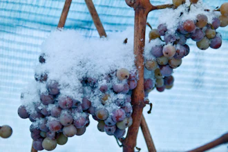 In this December 2009 file photo, snow-covered grapes hang in a vineyard near Freyburg, Germany. A warm winter means that for the first time Germany's vineyards will produce no ice wine _ a prized vintage made from grapes that have been left to freeze on the vine. The German Wine Institute said Sunday that none of the wine regions that make ice wine saw the necessary low temperature of minus 7 degrees Celsius, or 19 degress Fahrenheit.