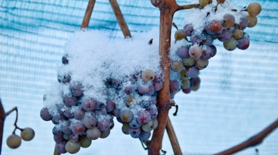 In this December 2009 file photo, snow-covered grapes hang in a vineyard near Freyburg, Germany. A warm winter means that for the first time Germany's vineyards will produce no ice wine _ a prized vintage made from grapes that have been left to freeze on the vine. The German Wine Institute said Sunday that none of the wine regions that make ice wine saw the necessary low temperature of minus 7 degrees Celsius, or 19 degress Fahrenheit.