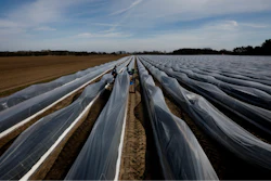 A seasonal worker from Rumania harvests asparagus on a field of farmer Henning Hoffheinz near Genthin, Germany on Wednesday, March 18. Last year, German farmers employed nearly 300,000 seasonal workers but as more and more European Union countries have restricted or stopped crossings of their usually near-invisible borders because of the coronavirus outbreak, Hoffheinz and others are left wondering how they will bring in their crops this year.