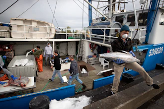 Fishing boat captain Nick Haworth, right, carries tuna to a dock for sale Friday, March 20, 2020, in San Diego. Haworth came home to California after weeks at sea to find a state all but shuttered due to coronavirus measures, and nowhere to sell their catch. A handful of tuna boats filled with tens of thousands of pounds of fish are now floating off San Diego's coast as they scramble to find customers.