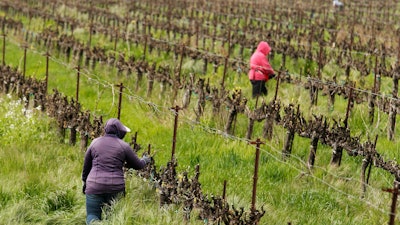 In this March 24 photo, farmworkers keep their distance from each other as they work at the Heringer Estates Family Vineyards and Winery in Clarksburg, CA. Farms continue to operate as essential businesses that supply food to California and much of the country as schools, restaurants and stores shutter over the coronavirus. But some workers are anxious about the virus spreading among them and their families. Steve Heringer, general manager of the 152-year-old family owned business said workers now have more hand sanitizer and already use their own gloves for field work.
