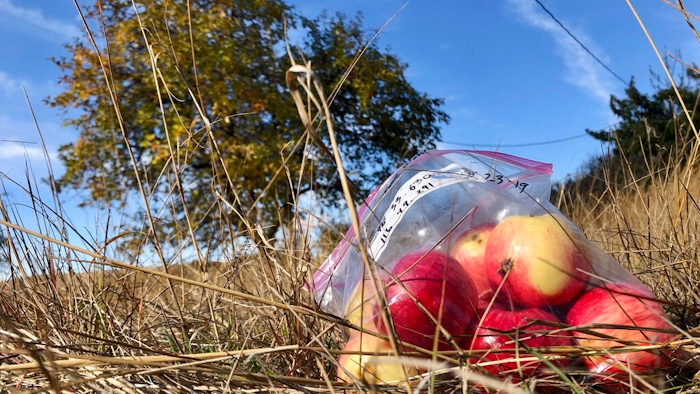 In this Oct. 23, 2019, photo, apples collected by amateur botanists David Benscoter and EJ Brandt of the Lost Apple Project, rest on the ground in an orchard at an abandoned homestead near Genesee, Idaho. Benscoter and Brandt recently learned that their work in the fall of 2019 has led to the rediscovery of 10 apple varieties in the Pacific Northwest that were planted by long-ago pioneers and had been thought extinct.