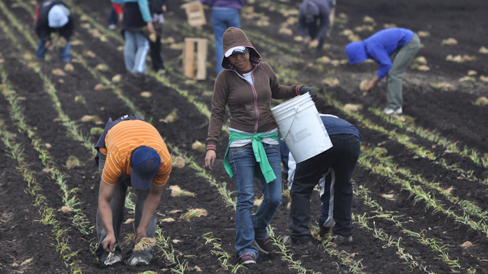 Mexican farmworkers plant onions by hand in the Spring in Upstate New York.