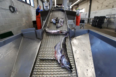 In this March 25 photo, pollack moves up a conveyor belt to be sorted for auction at the Portland Fish Exchange in Portland, Maine.