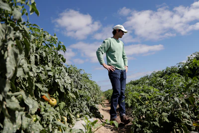 In this March 28 photo, DiMare farm manager Jim Husk walks among plants in a tomato field, in Homestead, FL.