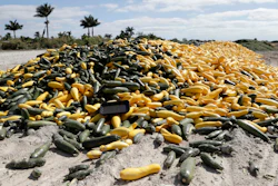 In this March 28 photo, a pile of ripe squash sits in a field in Homestead, FL. Thousands of acres of fruits and vegetables grown in Florida are being plowed over or left to rot because farmers can't sell to restaurants, theme parks or schools nationwide that have closed because of the coronavirus.