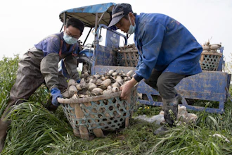 In this April 6 photo, a worker tries to remove rotting aquatic tubers known as lotus roots in the Huangpi district of Wuhan in central China's Hubei province. Chinese leaders are eager to revive the economy, but the bleak situation in Huangpi in Wuhan's outskirts highlights the damage to farmers struggling to stay afloat after the country shut down for two months.
