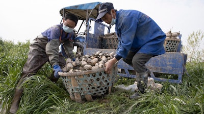 In this April 6 photo, a worker tries to remove rotting aquatic tubers known as lotus roots in the Huangpi district of Wuhan in central China's Hubei province. Chinese leaders are eager to revive the economy, but the bleak situation in Huangpi in Wuhan's outskirts highlights the damage to farmers struggling to stay afloat after the country shut down for two months.