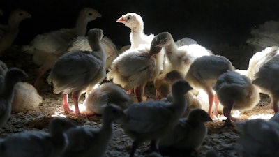 In this Aug. 10, 2015, file photo, turkeys stand in a barn on turkey farm near Manson, IA. The nation's first case of highly pathogenic bird flu since 2017 has been found in a South Carolina turkey operation, leading to the killing of more than 30,000 birds.