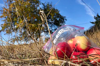 In this Oct. 23, 2019, photo, apples collected by amateur botanists David Benscoter and EJ Brandt of the Lost Apple Project, rest on the ground in an orchard at an abandoned homestead near Genesee, Idaho. Benscoter and Brandt recently learned that their work in the fall of 2019 has led to the rediscovery of 10 apple varieties in the Pacific Northwest that were planted by long-ago pioneers and had been thought extinct.