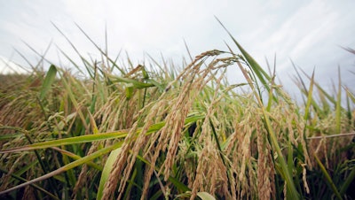 This file photo shows rice growing in a field near Alicia, Arkansas. The FDA is urging the food industry to reduce the already-small amount of arsenic found in baby rice cereals.