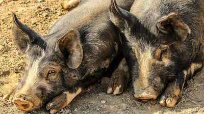 Hogs Pixabay 577e75d85f998