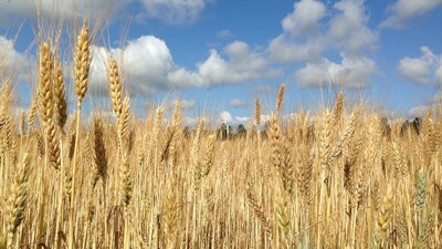 Wheat Field Pixabay 579f578c511f0
