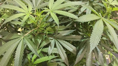 A Marijuana plant awaits judging in the Oregon Cannabis Growers' Fair marijuana plant competition in Salem, Ore., on Saturday, Aug. 13, 2016. Nine winners will be on display at the Oregon State Fair between Aug. 26 and Sept. 5, 2016, for the first time ever. The Oregon Cannabis Growers' Fair runs through the weekend in Salem, Oregon.