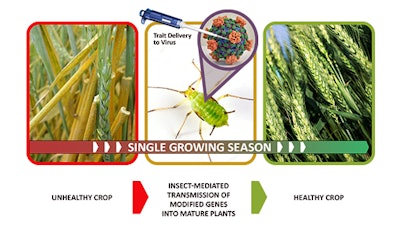 Insect Allies’ three technical areas—trait design, insect vector optimization, and selective gene therapy in mature plants—layer together to support the goal of rapidly transforming mature plants to protect against natural or intentional agricultural disruption without the need for extensive infrastructure.