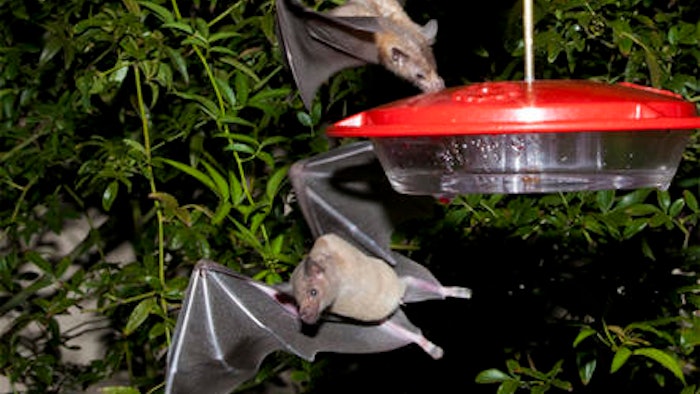 This 2013 photo provided by the U.S. Fish and Wildlife shows nectar-feeding lesser long-nosed bats attracted to a hummingbird feeder during a citizen science bat migration monitoring project in southern Arizona. U.S. wildlife officials say it might be time for a toast now that the once-rare bat important to the pollination of agave plants used to produce tequila is making a comeback.