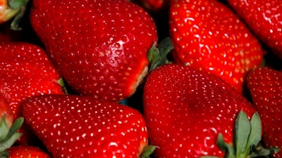 This photo taken April 7, 2014, shows fresh strawberries in a UC Davis strawberry field in Watsonville, Calif. Douglas Shaw spent his career toiling in the fields in California to grow the perfect strawberry, one that was plump and bright red yet remained sweet even after the long trip to grocery stores across the country. When the professor retired from the University of California at Davis and set up his own strawberry-breeding business, though, he found himself in a legal jam. In a case set for trial in federal court later this month, the university is suing Shaw and his scientific partner, saying they stole the school's intellectual property by taking some of the fruits of their research with them.