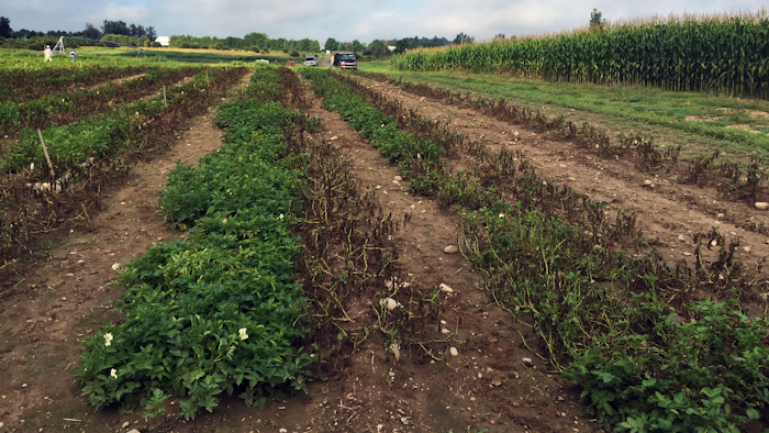 This Aug. 8, 2016 photo provided by the J.R. Simplot Company shows Simplot Plant Sciences’ Innate Generation 2 genetically engineered potatoes at the Michigan State University field that have that survived after being infected with late blight disease, that led to the Irish potato famine, in East Lansing, Mich.