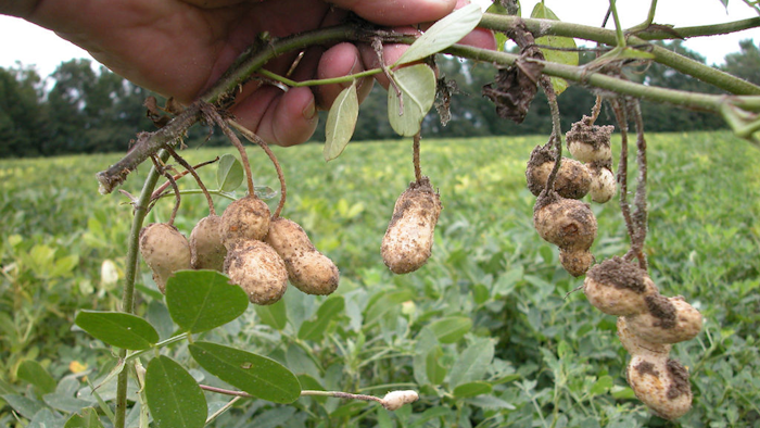 Peanut Farming