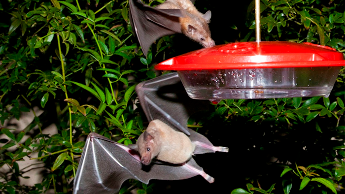 Bat Key To Tequila Trade Is Off Endangered Species List Food Manufacturing