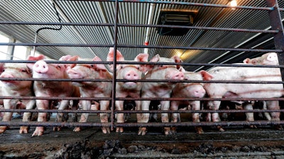 This July 21, 2017, file photo shows young hogs at Everette Murphrey Farm in Farmville, N.C. Industrial-scale hog producers knew for decades that noxious smells from open-air sewage pits tormented neighbors but didn't change their livestock-raising methods to keep production costs low, the lawyer for farm neighbors told jurors in a federal lawsuit Tuesday, April 24, 2018.