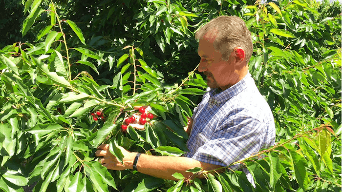 Jeff Colombini looks over bing cherries in one of his orchards in Friday, June 1, 2018, in Stockton, Calif. Colombini is worried about the financial impact of retaliatory tariffs on his 1,800 acre farm, which grows and exports apples, cherries and walnuts. Mexico, Canada and the EU are threatening tariffs on a variety of US products in response to the Trump administration's tariffs on steel and aluminum imports.