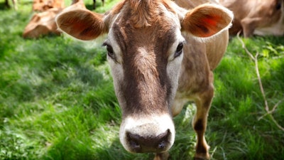 In this May 8, 2018, photo, a Jersey cow feeds in a field on the Francis Thicke organic dairy farm in Fairfield, Iowa. Small family operated organic dairy farms with cows freely grazing on verdant pastures are going out of business while large confined animal operations with thousands of animals lined up in assembly-line fashion are expanding. Many traditional small-scale organic farmers are fighting to stay in business by appealing to consumers to look closely at the organic milk they buy to make sure it comes from a farm that meets the idyllic expectations portrayed on the cartons.