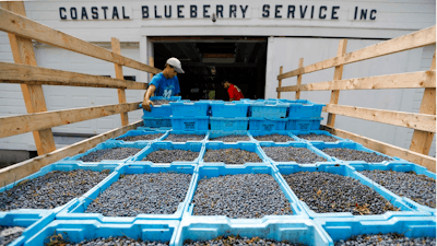 In this Friday, Aug. 24, 2018, photo, Sam Bentzinger, left, and Jake Bentzinger unload freshly picked wild blueberries at the Coastal Blueberry Service in Union, Maine. Selling nature's 'super fruit' should be an easy sell for growers. But an oversupply has sent prices plummeting to the lowest point in 30 years, putting the industry on the ropes.
