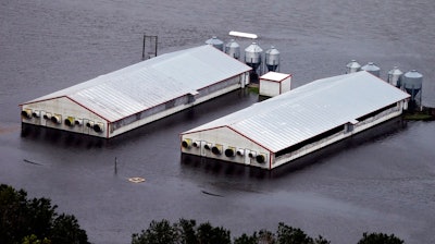A hog farm is inundated with floodwaters from Hurricane Florence near Trenton, N.C., Sunday, Sept. 16, 2018.