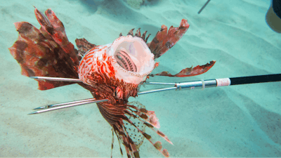 Lionfish