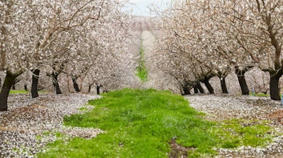 A California almond orchard in bloom.