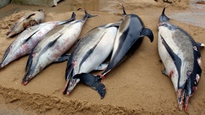 This photo shows dead dolphins on a shore of La Tranche sur Mer, on the Atlantic coast, western France. France has been shaken into action after a record number of dead dolphins have washed up on the country’s Atlantic coast .