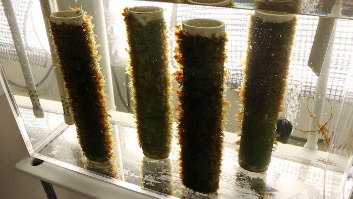 FILE - In this file photo, kelp grows on spools of twine in an aquarium at a lab at the University of New England in Biddeford, Maine. Members of Maine’s seaweed industry say a court ruling could dramatically change the nature of the business in the state, which has seen the harvest of the gooey stuff grow by leaps and bounds this decade.