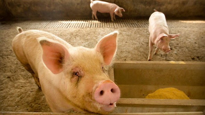 In this May 8, 2019, photo, pigs stand in a barn at a pig farm in Jiangjiaqiao village in northern China's Hebei province. Pork lovers worldwide are wincing at prices that have jumped by up to 40 percent as China's struggle to stamp out African swine fever in its vast pig herds sends shockwaves through global meat markets.