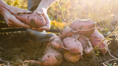 Sweet Potato Farm