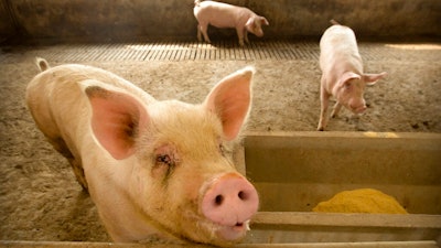 In this May 8, 2019, photo, pigs stand in a barn at a pig farm in Jiangjiaqiao village in northern China's Hebei province. Pork lovers worldwide are wincing at prices that have jumped by up to 40 percent as China's struggle to stamp out African swine fever in its vast pig herds sends shockwaves through global meat markets.