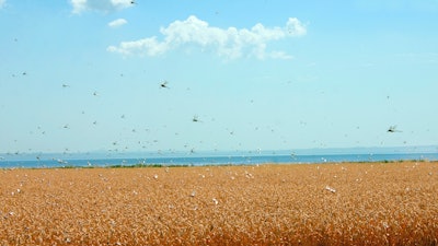 Locusts In Wheat Field