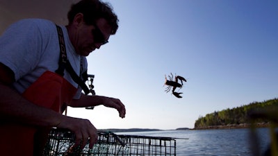 In this May 21, 2012, file photo, Scott Beede returns an undersized lobster while fishing in Mount Desert, Maine. The harvest of crustaceans in America's biggest lobstering state is usually in full swing by July, but fishermen say they aren't catching much so far this season.