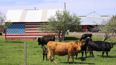 U s Cattle