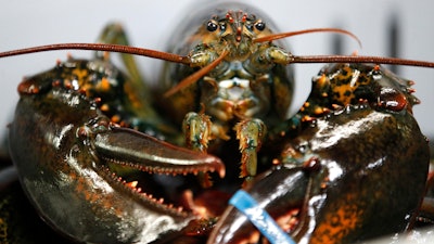 In this Friday, March 13, 2020 photo, a lobster is seen at a packing facility in Kennebunkport, Maine. The worldwide markets for live lobsters have been disrupted by the coronavirus, and members of the industry are concerned it could worsen if the outbreak lingers into the summer. China is one of the biggest importers of lobster in the world, and it isn't taking any of the shellfish right now as it seems to control the spread of the virus.