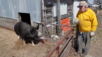 In this Friday, April 17 photo, Chris Petersen looks at a Berkshire hog in a pen on his farm near Clear Lake, IA. COVID-19 has created problems for all meat producers, but pork farmers have been hit especially hard.