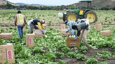 In this July 1, 2015 photo, Seasonal field workers cut and box romaine lettuce on a farm in Salinas, CA.