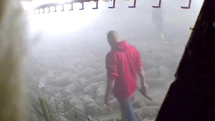This image taken from a May 19, 2020 video provided by Direct Action Everywhere, shows workers in Grundy County, Iowa, walking among carcasses and using bolt guns to kill pigs that remain alive after they had been exposed to heat in an effort to euthanize the animals.