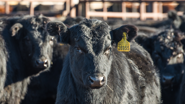 Beefcattle