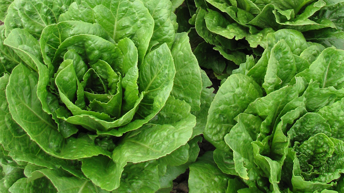A Romaine lettuce line identified by USDA's Agricultural Research Service that is resistant to dieback caused by soilborne viruses.