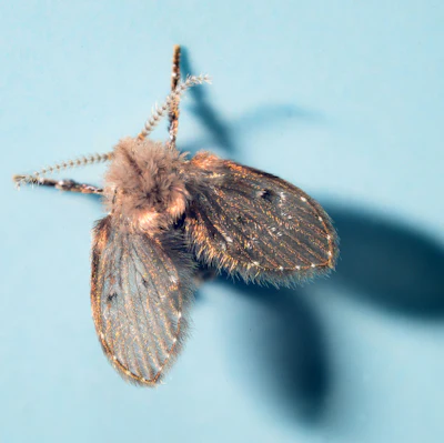 Drain fly, also known as Drain Moth