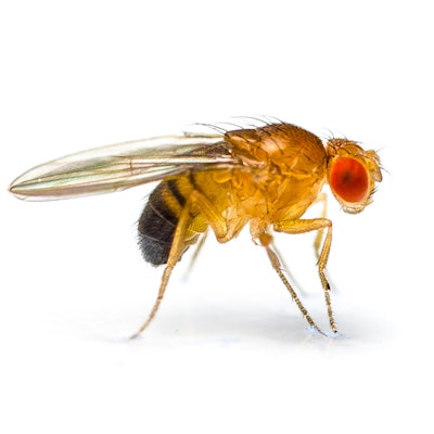 How to Spot (and Swat) Flies in Food Processing | Food Manufacturing