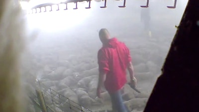 This image taken from a May 19, 2020 video provided by Direct Action Everywhere, shows workers in Grundy County, Iowa, walking among carcasses and using bolt guns to kill pigs that remain alive after they had been exposed to heat in an effort to euthanize the animals.