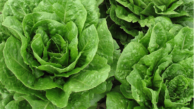 A Romaine lettuce line identified by USDA's Agricultural Research Service that is resistant to dieback caused by soilborne viruses.